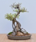 Preview: Bonsai Outdoor, Dreispitzahorn (Acer buergerianum)