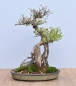 Preview: Bonsai Outdoor, Dreispitzahorn (Acer buergerianum)