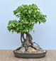 Preview: Bonsai Outdoor, Dreispitzahorn (Acer buergerianum)