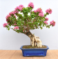 Preview: Bonsai Mediterran, Drillingsblume (Bougainvillea sp.)