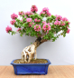 Preview: Bonsai Mediterran, Drillingsblume (Bougainvillea sp.)