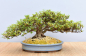 Preview: Bonsai Outdoor, Satsuki Azalee 'Kinsai' (Rhododendron indicum)