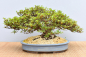 Preview: Bonsai Outdoor, Satsuki Azalee 'Kinsai' (Rhododendron indicum)