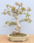 Preview: Bonsai Indoor, Hamelia (Hamelia patens), im Englischen auch "Firebush" genannt