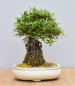 Preview: Bonsai Outdoor, Satsuki Azalee (Rhododendron indicum) Wurzelstamm