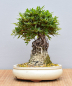 Preview: Bonsai Outdoor, Satsuki Azalee (Rhododendron indicum) Wurzelstamm