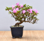 Preview: Bonsai Outdoor, Satsuki Azalee 'Suzu Kaze' (Rhododendron indicum) Shohin