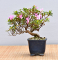 Preview: Bonsai Outdoor, Satsuki Azalee 'Suzu Kaze' (Rhododendron indicum) Shohin