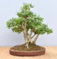 Preview: Bonsai Indoor, Liguster (Ligustrum ovalifolium)