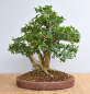 Preview: Bonsai Indoor, Liguster (Ligustrum ovalifolium)