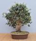Preview: Bonsai Mediterran, Korkeiche (Quercus suber)