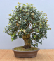 Preview: Bonsai Mediterran, Korkeiche (Quercus suber)
