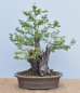 Preview: Bonsai Indoor, Arabische Akazie (Vachellia nilotica, Acacia arabica)