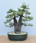 Preview: Bonsai Indoor, Arabische Akazie (Vachellia nilotica, Acacia arabica)