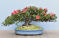 Preview: Bonsai Outdoor, Satsuki Azalee 'Kinsai' (Rhododendron indicum)