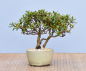 Preview: Bonsai Outdoor, Satsuki Azalee 'Hi no Maru' (Rhododendron indicum) Shohin