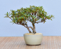 Preview: Bonsai Outdoor, Satsuki Azalee 'Hi no Maru' (Rhododendron indicum) Shohin