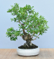 Preview: Bonsai Indoor, Taubenbeere (Duranta repens)