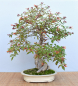 Preview: Bonsai Indoor, Hamelia (Hamelia patens), im Englischen auch "Firebush" genannt