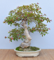 Preview: Bonsai Indoor, Hamelia (Hamelia patens), im Englischen auch "Firebush" genannt
