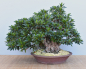 Preview: Bonsai Indoor, Indische Azalee oder Zimmerazalee (Rhododendron simsii)