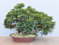 Preview: Bonsai Indoor, Indische Azalee oder Zimmerazalee (Rhododendron simsii)
