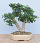 Preview: Bonsai Indoor, Liguster (Ligustrum ovalifolium)