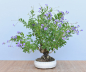 Preview: Bonsai Indoor, Taubenbeere (Duranta repens)