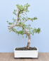 Preview: Bonsai Indoor, Turibaum (Sesbania grandiflora)
