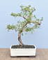 Preview: Bonsai Indoor, Turibaum (Sesbania grandiflora)