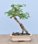 Preview: Bonsai Indoor, Turibaum (Sesbania grandiflora)