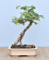 Preview: Bonsai Indoor, Turibaum (Sesbania grandiflora)