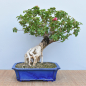 Preview: Bonsai Mediterran, Drillingsblume (Bougainvillea sp.)