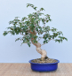 Preview: Bonsai Mediterran, Drillingsblume (Bougainvillea glabra)