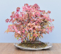 Preview: Bonsai Outdoor, Dreispitzahorn (Acer buergerianum) Floßform