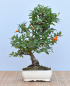 Preview: Bonsai Outdoor, Feuerdorn (Pyracantha angustifolia)