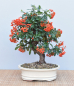 Preview: Bonsai Outdoor, Feuerdorn (Pyracantha)
