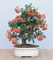 Preview: Bonsai Outdoor, Feuerdorn (Pyracantha)