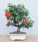 Preview: Bonsai Outdoor, Feuerdorn (Pyracantha)