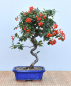 Preview: Bonsai Outdoor, Feuerdorn (Pyracantha)