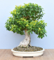 Preview: Bonsai Indoor, Taubenbeere (Duranta erecta)