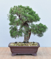 Preview: Bonsai Outdoor, Chinesischer Wacholder (Juniperus chinensis 'Itoigawa')