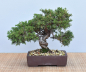 Preview: Bonsai Outdoor, Chinesischer Wacholder (Juniperus chinensis)