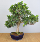 Preview: Bonsai Indoor, Feige (Ficus microcarpa)