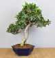 Preview: Bonsai Indoor, Feige (Ficus microcarpa)