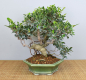 Preview: Bonsai Indoor, Feige (Ficus microcarpa)