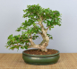 Preview: Bonsai Indoor, Fukientee (Carmona microphylla)