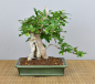 Preview: Bonsai Indoor, Fukientee (Carmona microphylla)