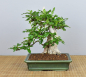 Preview: Bonsai Indoor, Fukientee (Carmona microphylla)