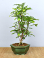 Preview: Bonsai Indoor, Tamarinde (Tamarindus indica)